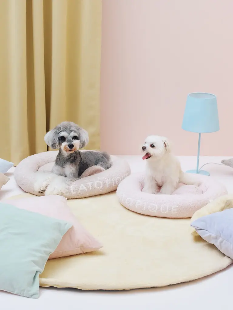 【GELATO PIQUE CAT & DOG(ジェラート ピケ キャット&ドッグ)】定番アイテムがリニューアル！新色・新サイズや新アイテムが9月16日(火)より登場 画像 8