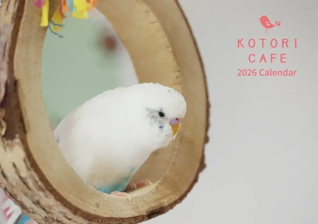 文鳥さんの香り？！ふろしき文鳥ケーキ、ことりカフェで予約開始♪ 画像 3