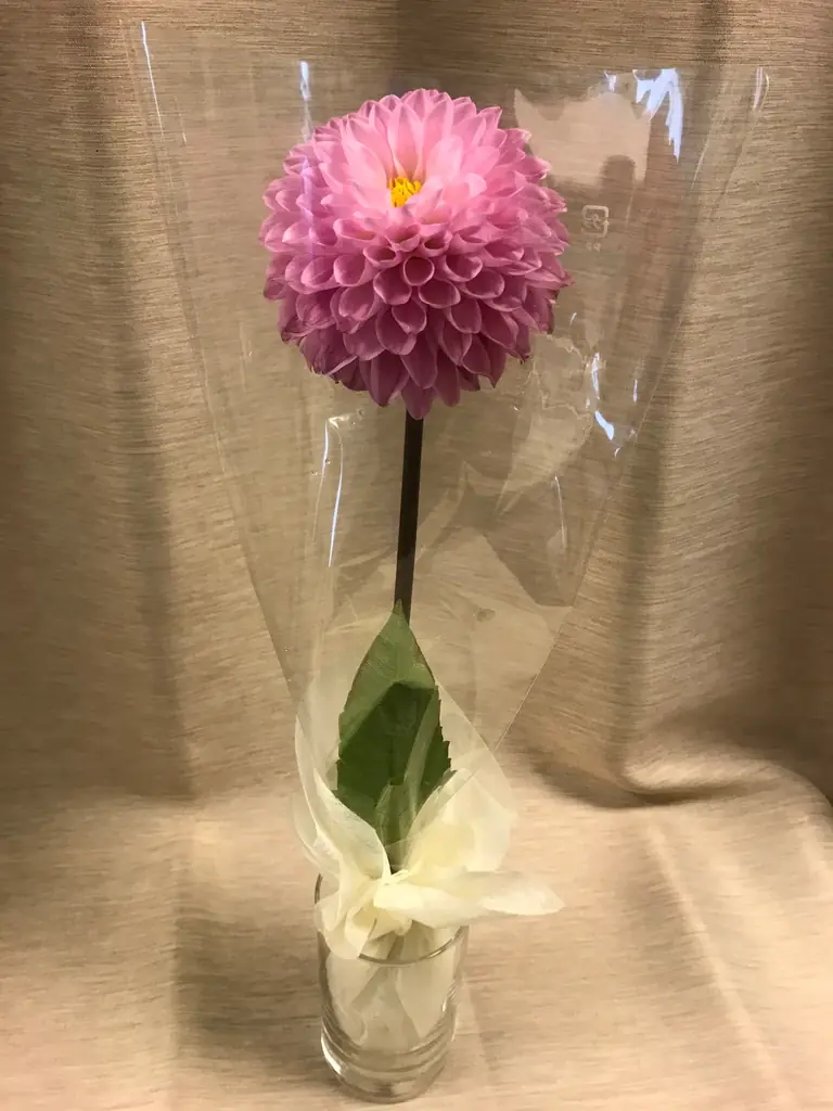 ダリアの華展2025＊2025年10月3日（金）～10月5日（日）3日間＊ 画像 9