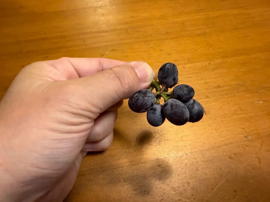 パープルM初公開