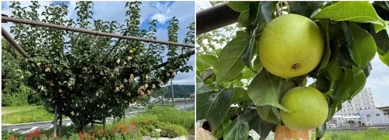 9/20開始｜スーパーはくとで鳥取中部へ 二十世紀梨5玉配布