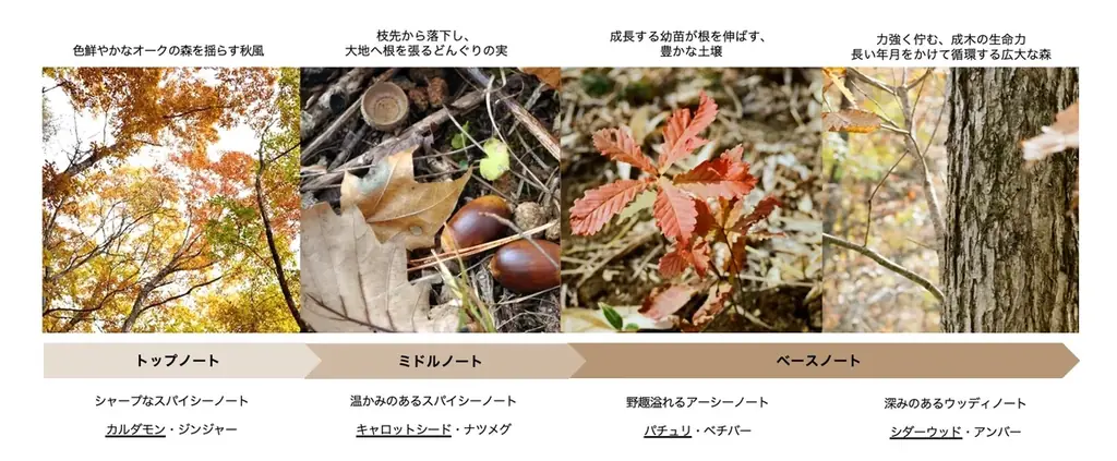 BAUM、「BAUMオークの森」からインスピレーションを受けた香調「オーク フォレスト」オードトワレとハンドクリームを発売 画像 2