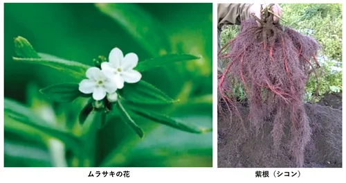 10月1日開始　新日本製薬が国産化粧品原料2種を法人販売