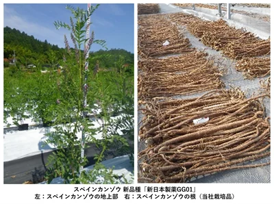 新日本製薬の研究で得られた化粧品原料、法人向けに販売開始 画像 6