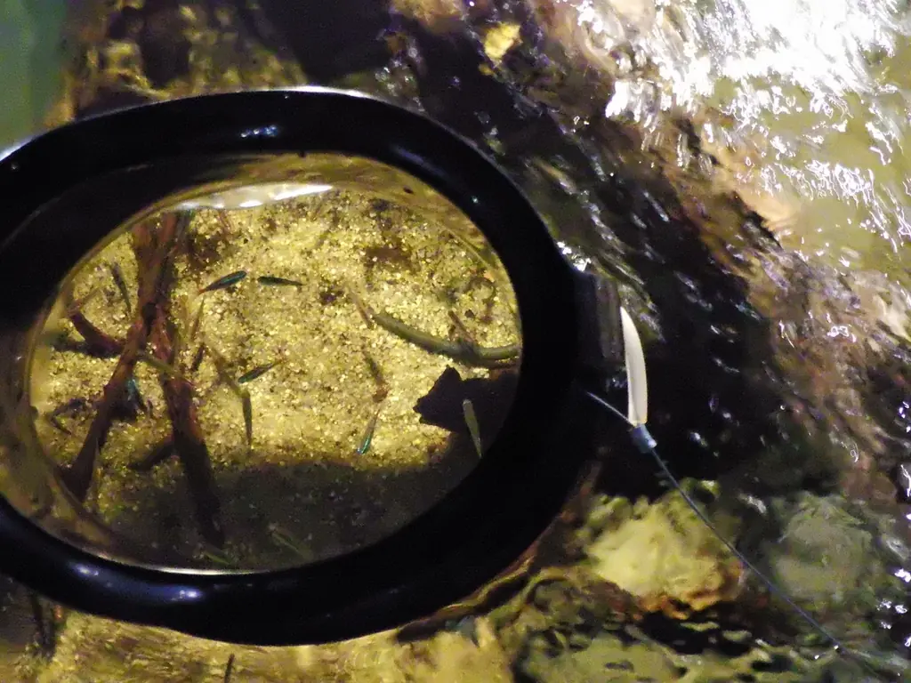 【カワスイ 川崎水族館】秋の特別企画開催！ 画像 10