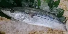 国産水産物の消費拡大へ魅力発信 「漁師さんが選ぶ本当においしい魚を使った簡単お魚料理教室」開催《参加者募集》 画像 6