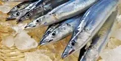 国産水産物の消費拡大へ魅力発信 「漁師さんが選ぶ本当においしい魚を使った簡単お魚料理教室」開催《参加者募集》 画像 8
