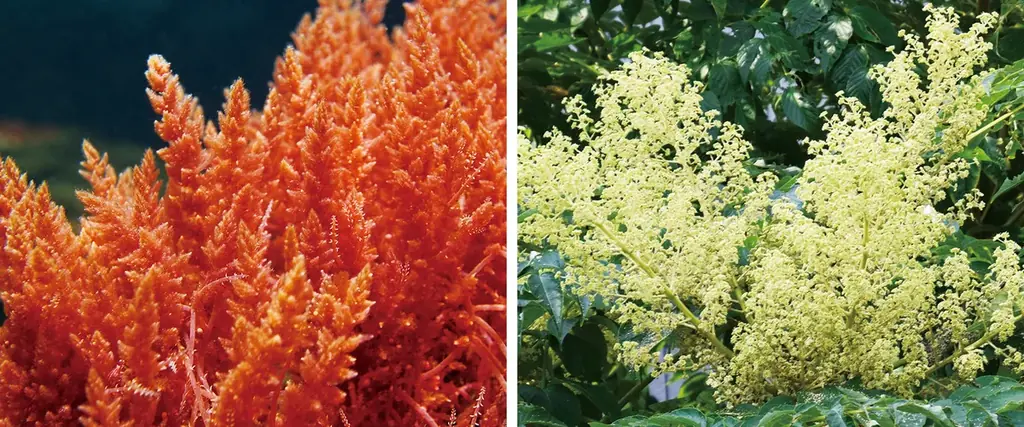 N organic、ヒアルロン酸を“立て直す・与える”のWアプローチで肌のなだれ*¹に待ったをかける、新発想のハリクリームを本日発売 画像 6