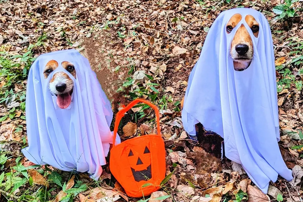 【愛犬×ハロウィン】おばけワンコの仮装パーティー開催！　箱根の愛犬と泊まれるホテルにて｜2025年10月 画像 1