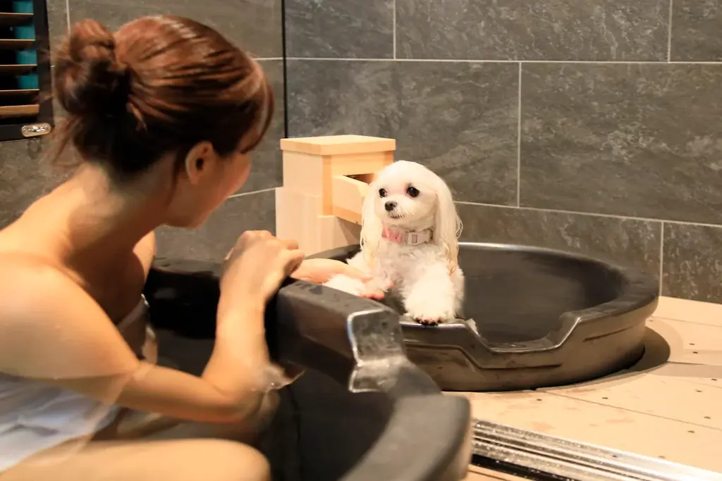 【愛犬×ハロウィン】おばけワンコの仮装パーティー開催！　箱根の愛犬と泊まれるホテルにて｜2025年10月 画像 3