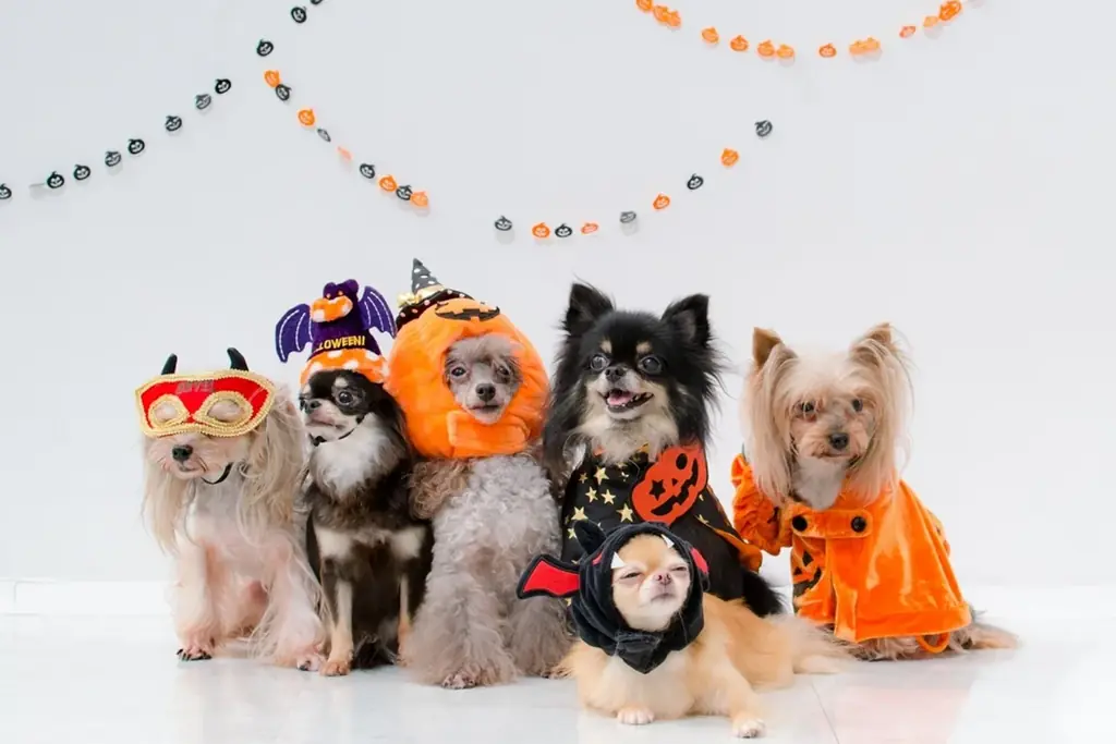 【愛犬×ハロウィン】おばけワンコの仮装パーティー開催！　箱根の愛犬と泊まれるホテルにて｜2025年10月 画像 5
