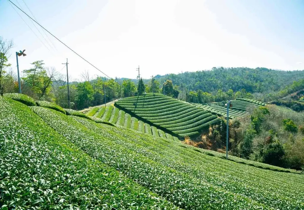 【抹茶スイーツ専門店】抹茶約1.5倍使用*のとろ～り濃厚仕⽴て。緑濃き宇治抹茶のコクと旨味を味わう季節限定タルトを新発売。全国通販も 画像 3