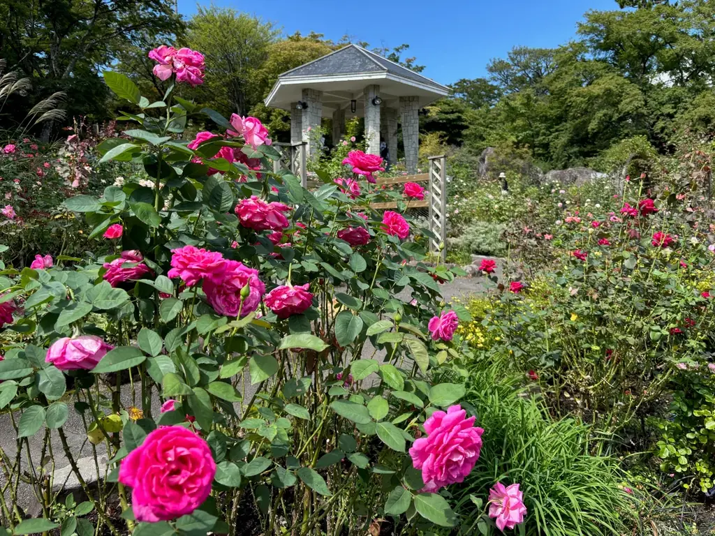 箱根強羅公園の秋バラが早咲き、10/4から音楽会も開催