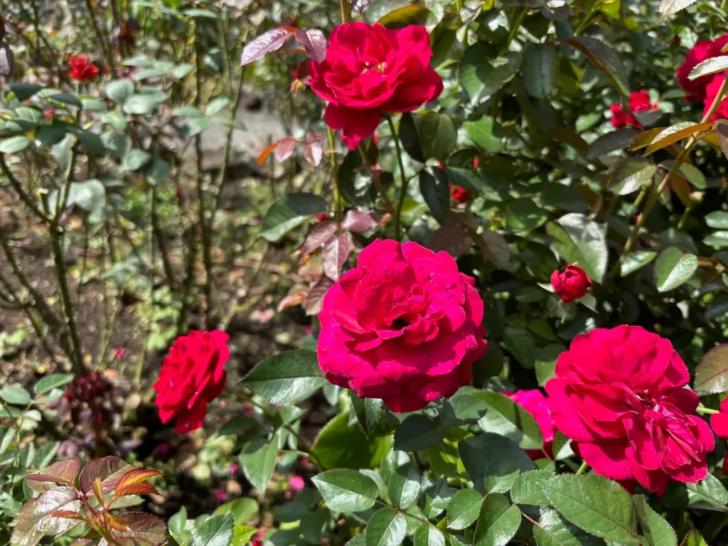箱根強羅公園で秋バラが開花しました！ 画像 2