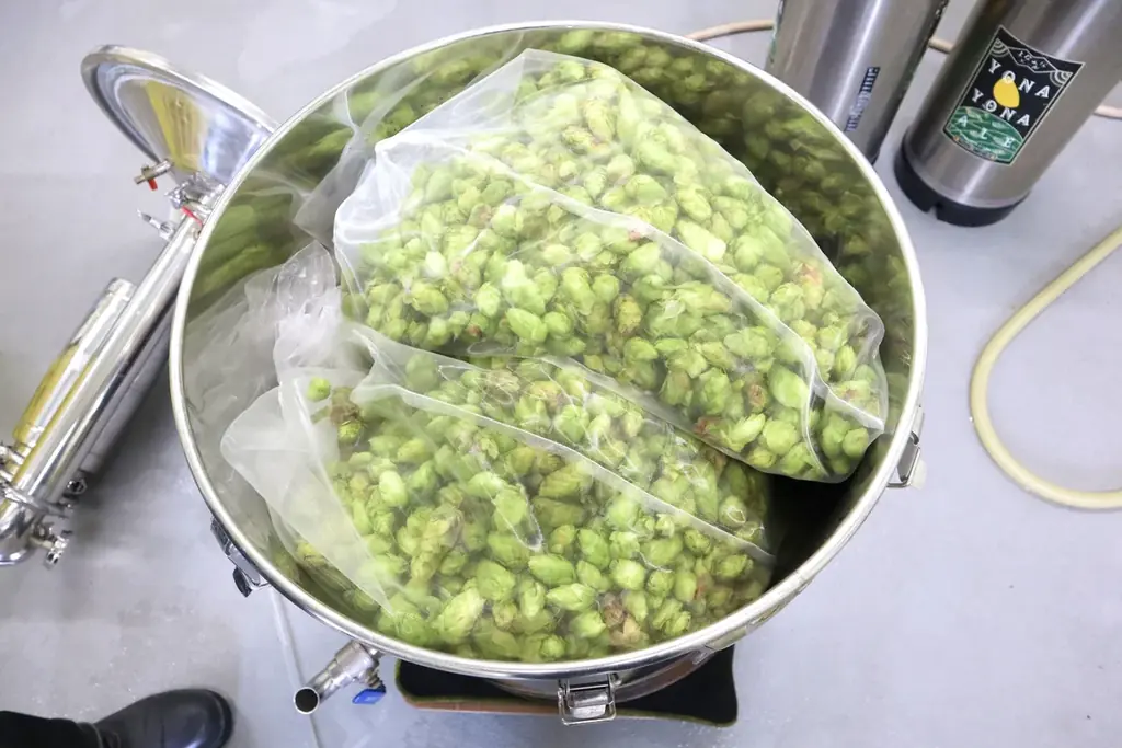 【よなよなビアワークス】シトラス香る洗練の一杯　「軽井沢ビール クラフトザウルス フレッシュホップエール2025」限定販売 画像 3