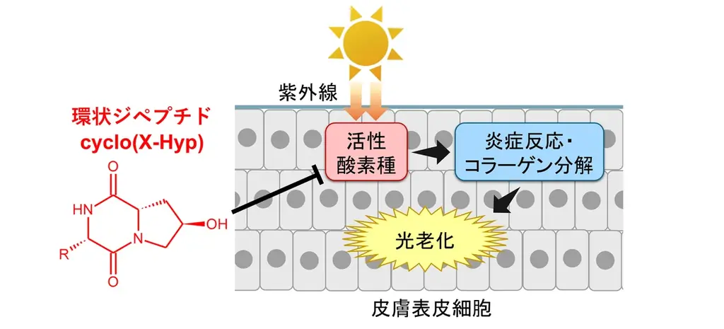 ニッピ、cyclo(X-Hyp)が光老化抑制と高い皮膚透過性を確認
