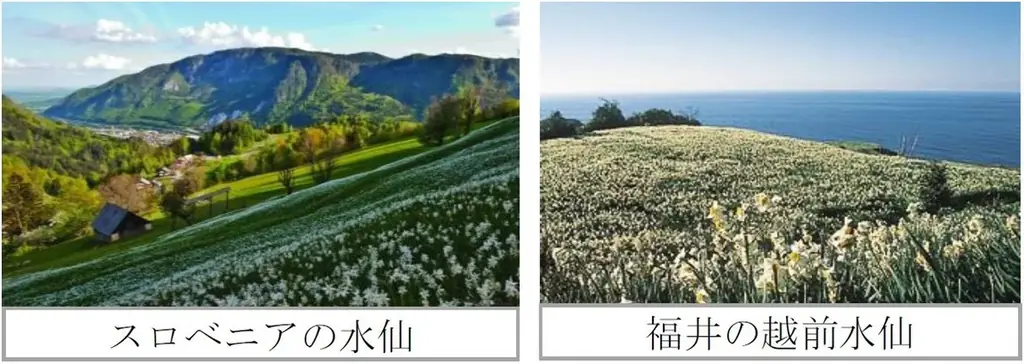【福井県福井市】そばと水仙がつないだ絆　スロベニア・クラン市と姉妹都市協定を締結 画像 4