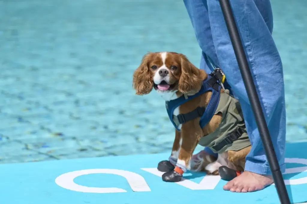 愛犬と泊まれるプライベート温泉付き宿泊エリア「Dear Wan Spa Garden」オープン1周年記念　プレゼントキャンペーンと特別な宿泊プランを10月1日（水）より提供開始 画像 2