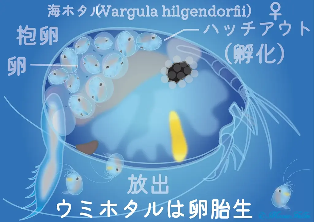 第9回「ジャパン・ツーリズム・アワード」において「世界初！海ホタルショー」が審査員特別賞を受賞! 画像 7