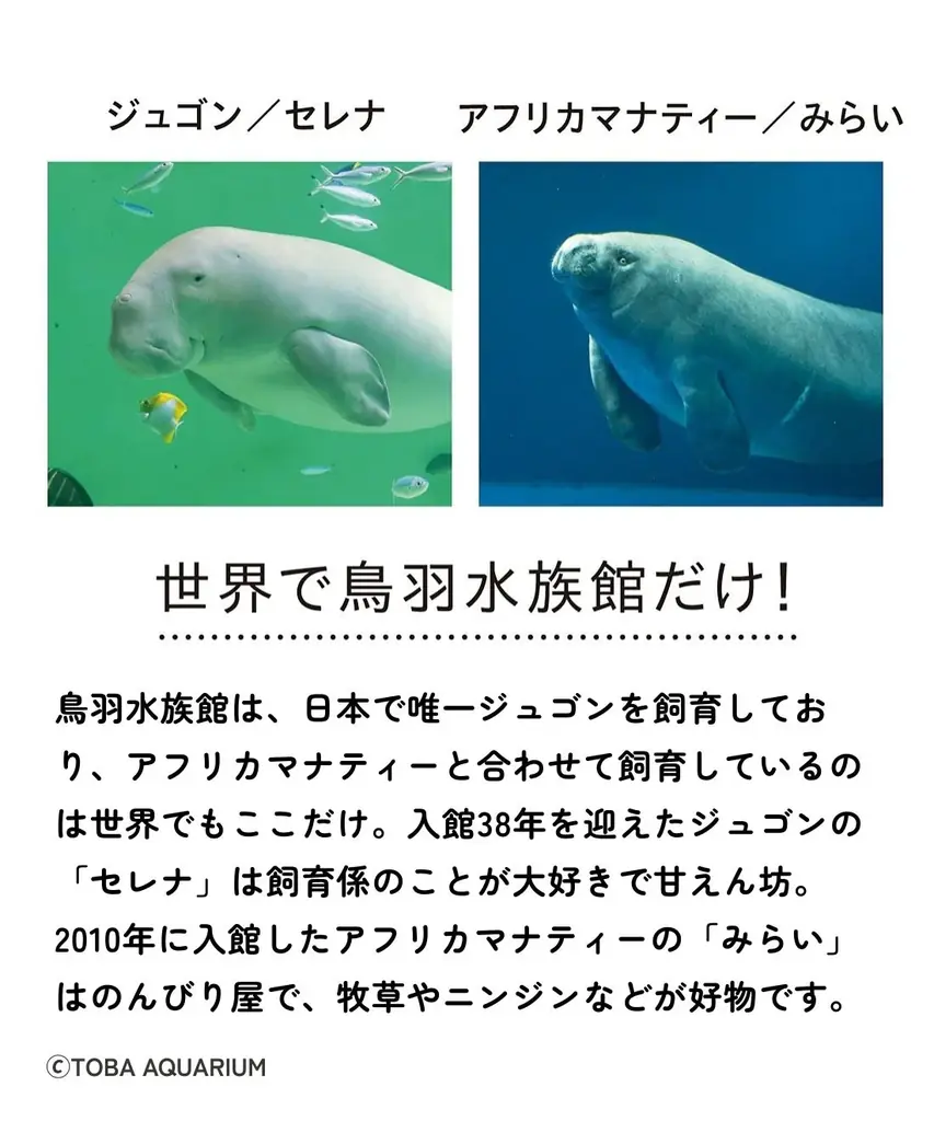 世界唯一の奇跡の共演！ 鳥羽水族館でしか会えない“ジュゴン”＆“マナティー”のコラボグッズ2点が登場【鳥羽水族館×フェリシモYOU+MORE!】 画像 10