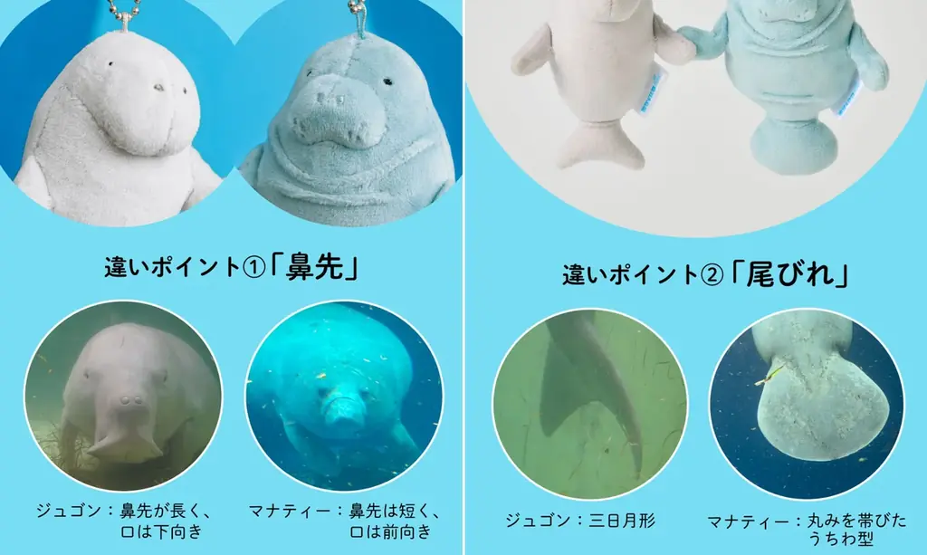 世界唯一の奇跡の共演！ 鳥羽水族館でしか会えない“ジュゴン”＆“マナティー”のコラボグッズ2点が登場【鳥羽水族館×フェリシモYOU+MORE!】 画像 3
