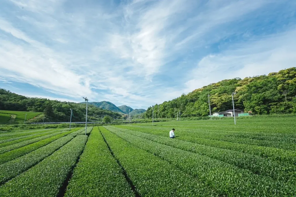 【松江市】MATAHARI COFFEE新作スイーツ発売。＜出雲茶寮 藤＞とコラボレーション「出雲抹茶とエスプレッソのレアチーズケーキ」 画像 5