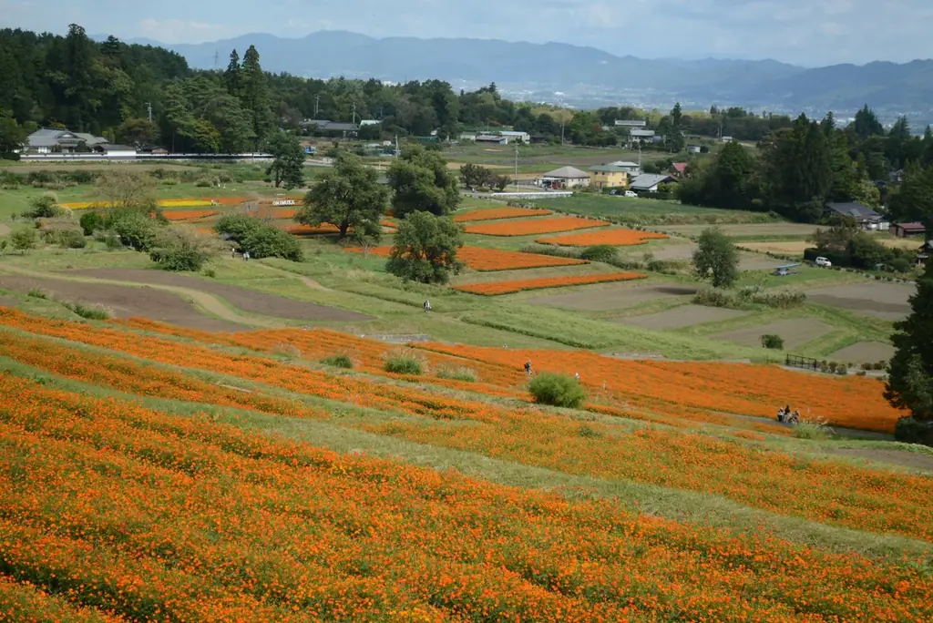 「秋・コスモスの花フェスタ」開催！【国営アルプスあづみの公園　堀金・穂高地区】 画像 2