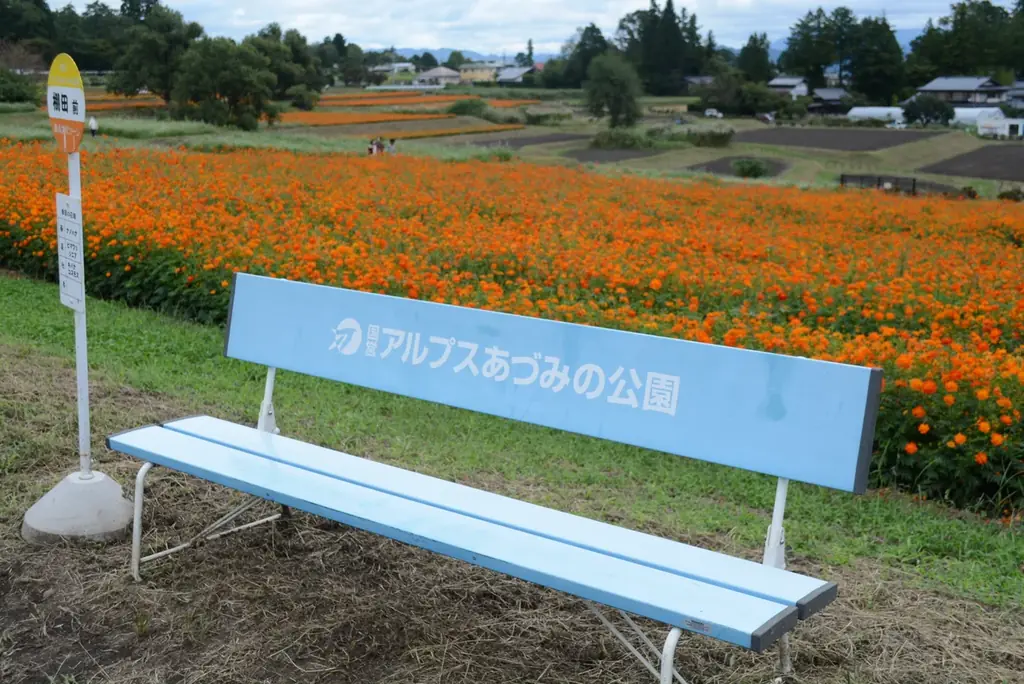 「秋・コスモスの花フェスタ」開催！【国営アルプスあづみの公園　堀金・穂高地区】 画像 4