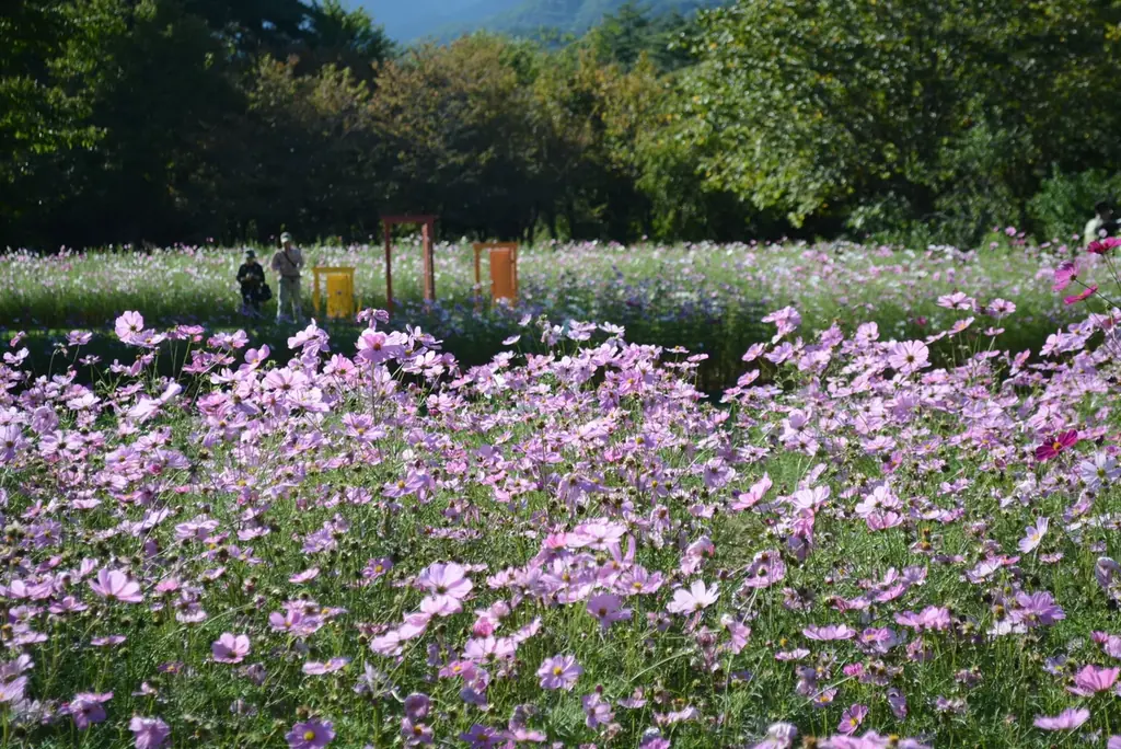 「秋・コスモスの花フェスタ」開催！【国営アルプスあづみの公園　堀金・穂高地区】 画像 5