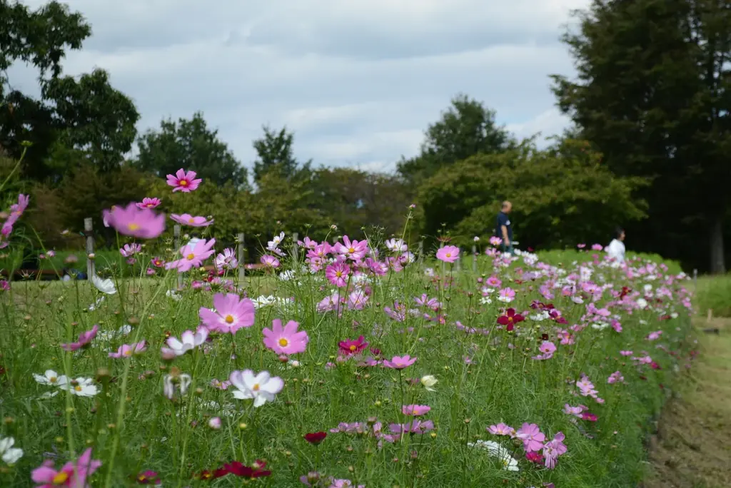 「秋・コスモスの花フェスタ」開催！【国営アルプスあづみの公園　堀金・穂高地区】 画像 6