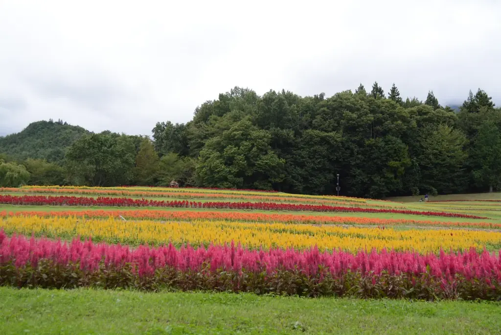 「秋・コスモスの花フェスタ」開催！【国営アルプスあづみの公園　堀金・穂高地区】 画像 8