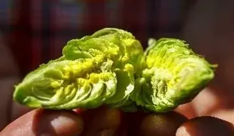 未来に向けた、次世代定番ビール「キリングッドエール」誕生 ビールの力で日本を明るくしたいという想いに賛同したMrs. GREEN APPLEの大森元貴さんが綾瀬はるかさんに続きブランドリーダーに就任 画像 8