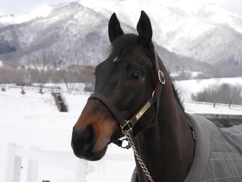 【2025年10月25日（土）】日本を代表する人馬が東京に集結！Tokyo Equestrian Festival 2025 画像 10