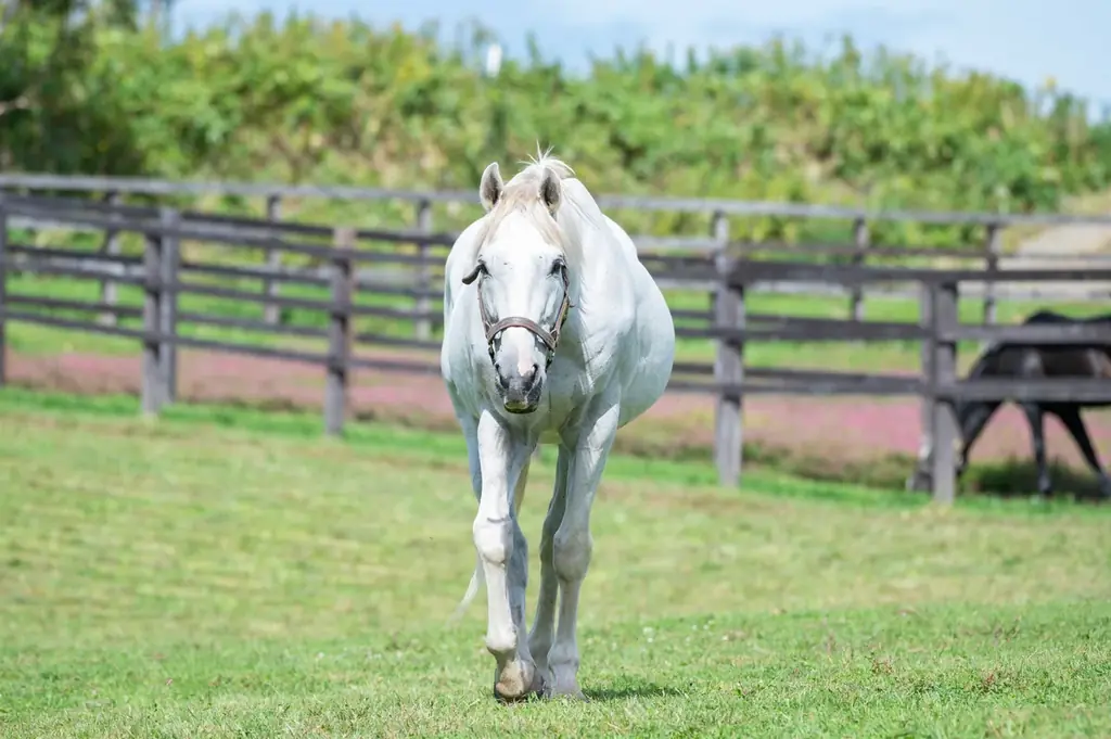 【2025年10月25日（土）】日本を代表する人馬が東京に集結！Tokyo Equestrian Festival 2025 画像 12