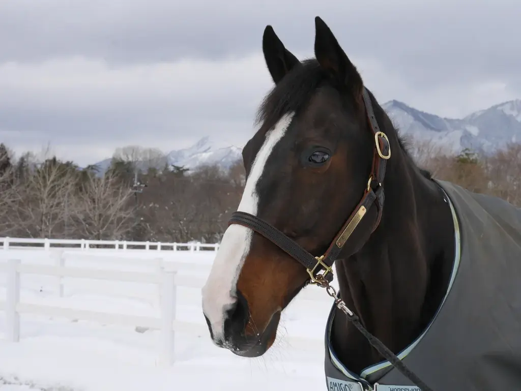 【2025年10月25日（土）】日本を代表する人馬が東京に集結！Tokyo Equestrian Festival 2025 画像 9