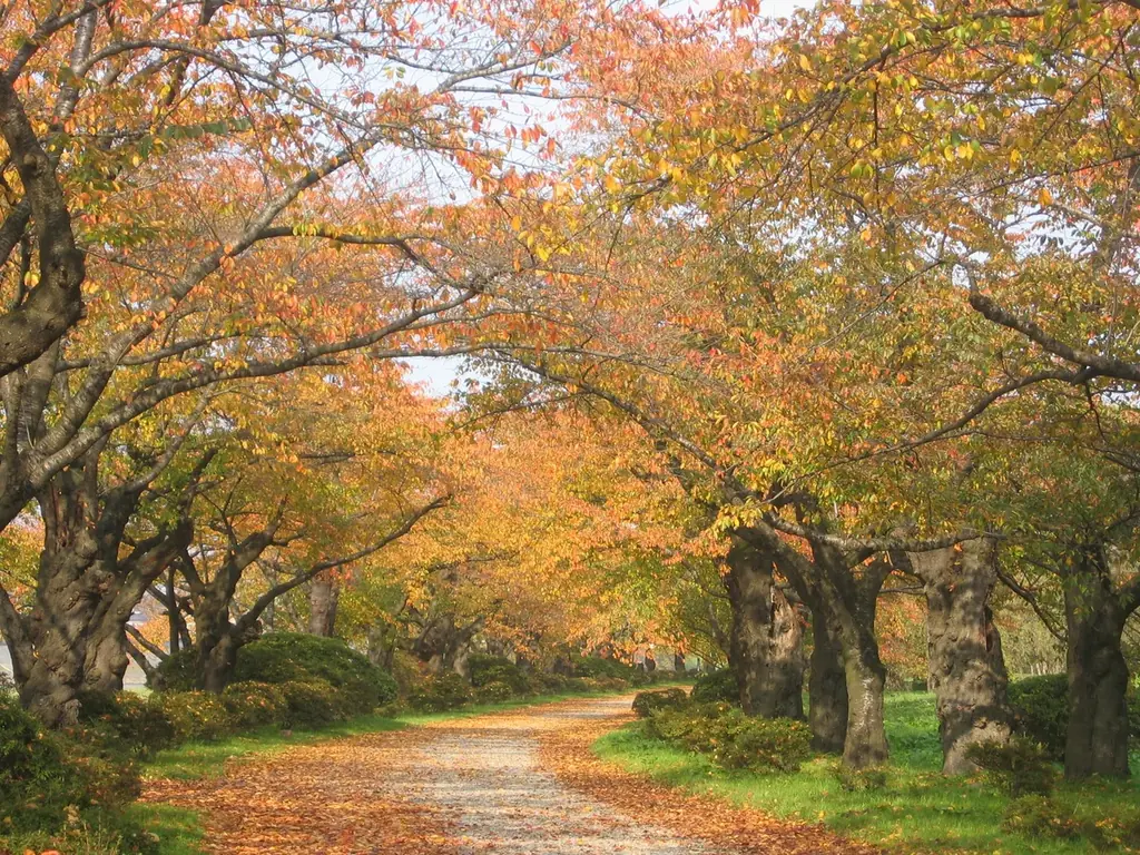 【JAF岩手】桜の名所は秋も魅力がいっぱい「みちのく三大桜名所を巡るスタンプラリー」に協力します 画像 4