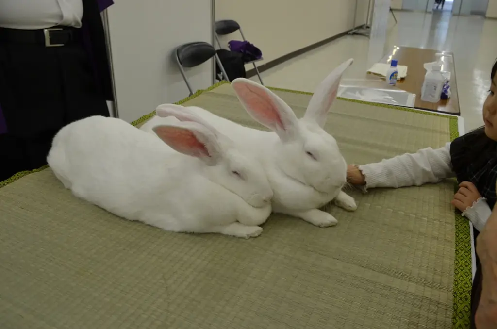 サンシャインシティの秋の食イベントのご紹介*食欲の秋♪ サンシャインシティの秋は入場無料で楽しめる食イベントが盛りだくさん！ 画像 5