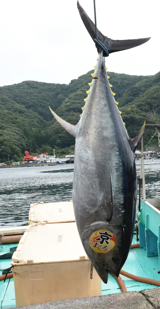 京都府内で唯一のクロマグロ養殖！短期養殖で天然と養殖の良いところ取り、赤身が上質で濃厚！生・本まぐろ年間1万本販売実績の大起水産プライベートブランド京都府伊根産「京まぐろ」10月1日販売開始！ 画像 3
