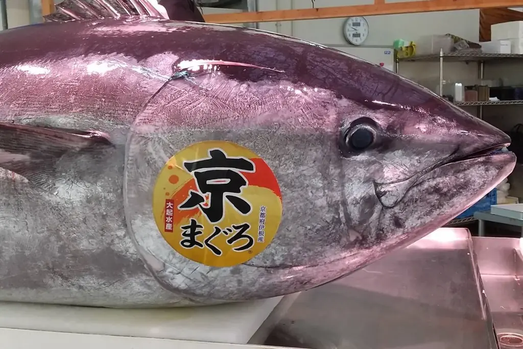 京都府内で唯一のクロマグロ養殖！短期養殖で天然と養殖の良いところ取り、赤身が上質で濃厚！生・本まぐろ年間1万本販売実績の大起水産プライベートブランド京都府伊根産「京まぐろ」10月1日販売開始！ 画像 7
