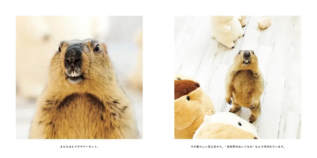 “自然界のぬいぐるみ”、“小さいおじさん”、“ケンカごっこが相撲”‥　SNSで大人気のマーモット 初の写真集がついに登場 画像 2