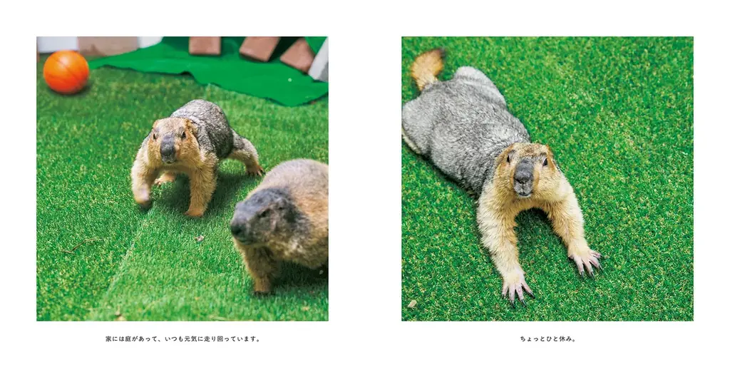 “自然界のぬいぐるみ”、“小さいおじさん”、“ケンカごっこが相撲”‥　SNSで大人気のマーモット 初の写真集がついに登場 画像 3