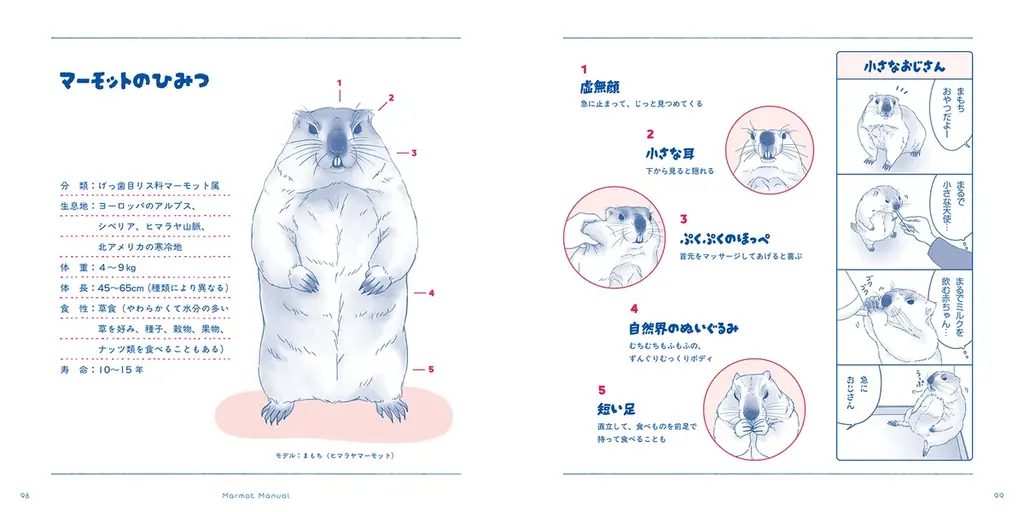 “自然界のぬいぐるみ”、“小さいおじさん”、“ケンカごっこが相撲”‥　SNSで大人気のマーモット 初の写真集がついに登場 画像 5
