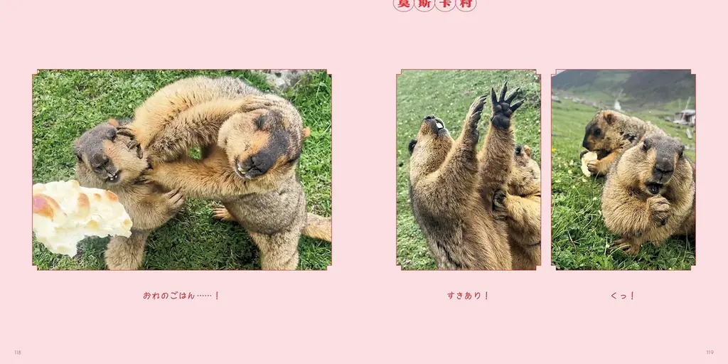 “自然界のぬいぐるみ”、“小さいおじさん”、“ケンカごっこが相撲”‥　SNSで大人気のマーモット 初の写真集がついに登場 画像 6