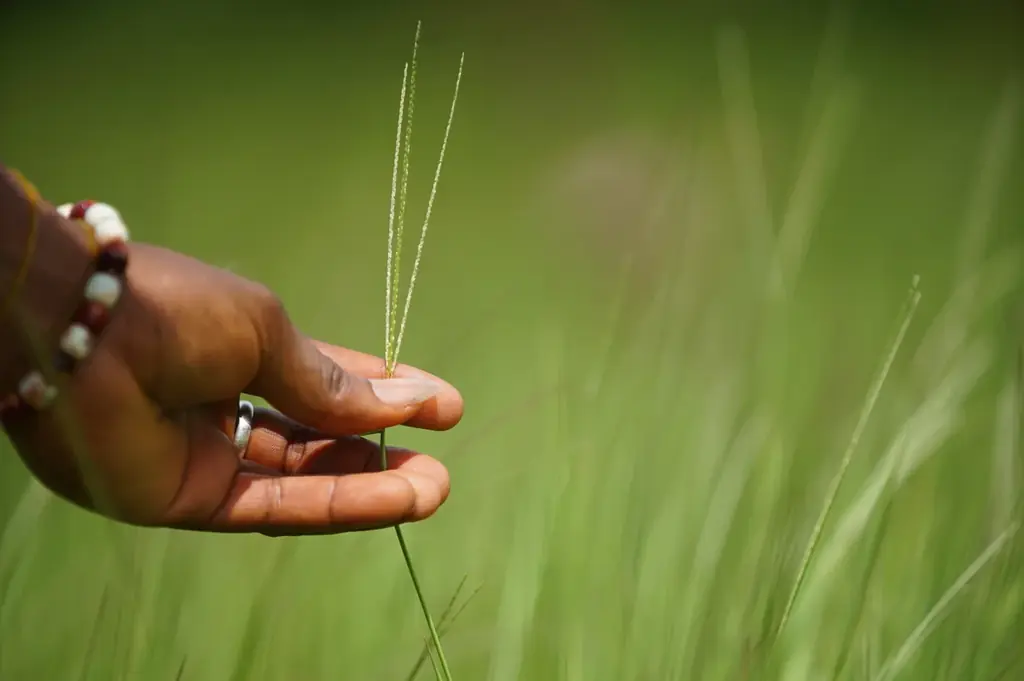 【万博公式・10月6日】《100億人時代の食べものと健康：アフリカと日本をつなぐ新たな食料システム構築に向けて》古代雑穀フォニオ紹介セミナー＆フォニオ体験ディナー 画像 1