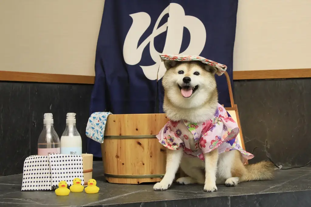 ハロウィン“全プレ”イベント開催！西伊豆・土肥温泉の愛犬宿にて　大人も子供もワンちゃんも笑顔に｜2025年10月17日～10月31日 画像 10