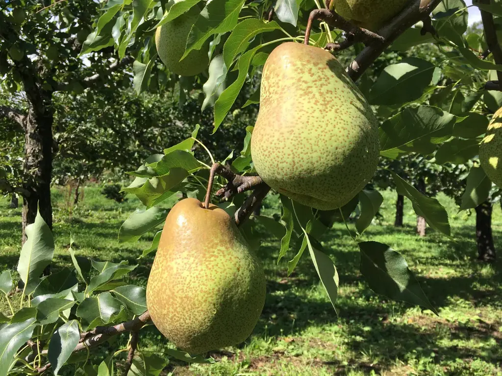 開催まであと1週間！初企画＆初出展等イベントの魅力を一足先にご紹介 あなたがまだ知らない北海道地チーズや北の味覚を楽しめる秋の祭典 北海道まるごとフェアinサンシャインシティ2025 画像 12