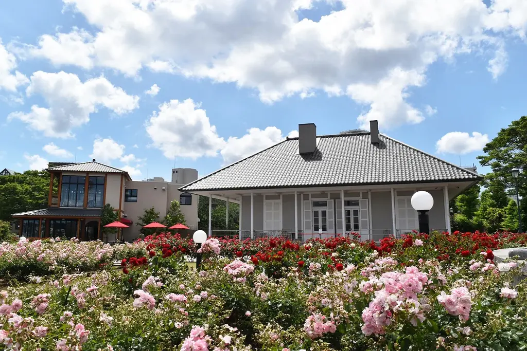 【入園無料】横須賀港を臨むフランス式庭園で「秋バラ」約130品種が10月中旬より見頃（横須賀市ヴェルニー公園） 画像 3