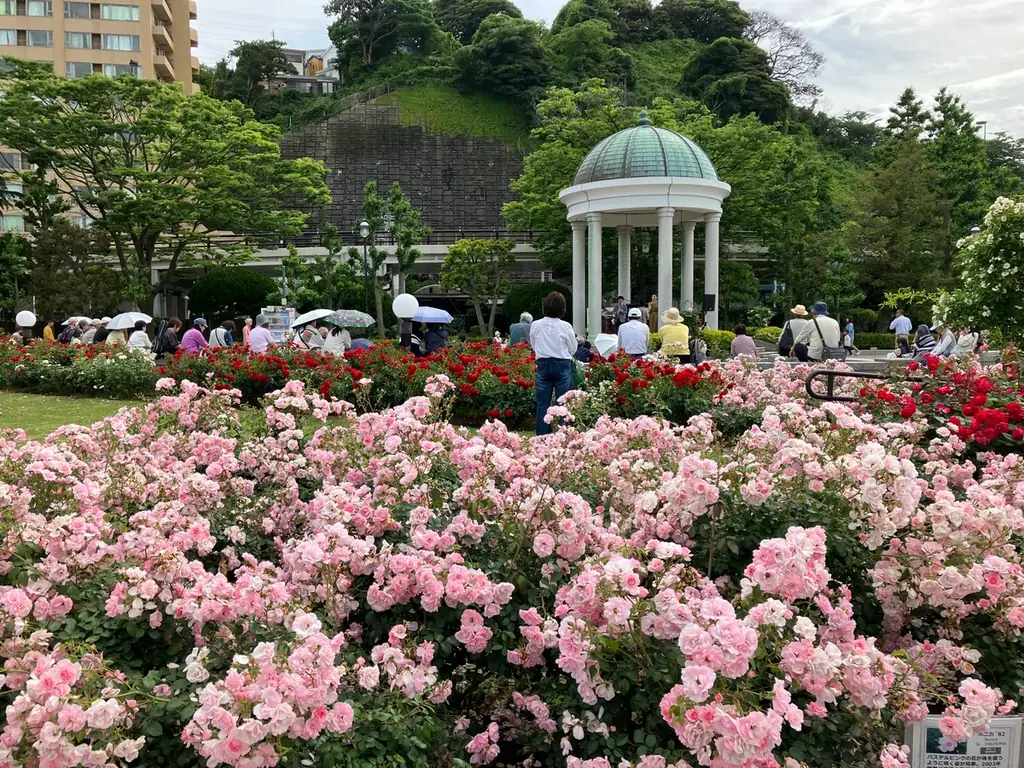 【入園無料】横須賀港を臨むフランス式庭園で「秋バラ」約130品種が10月中旬より見頃（横須賀市ヴェルニー公園） 画像 4