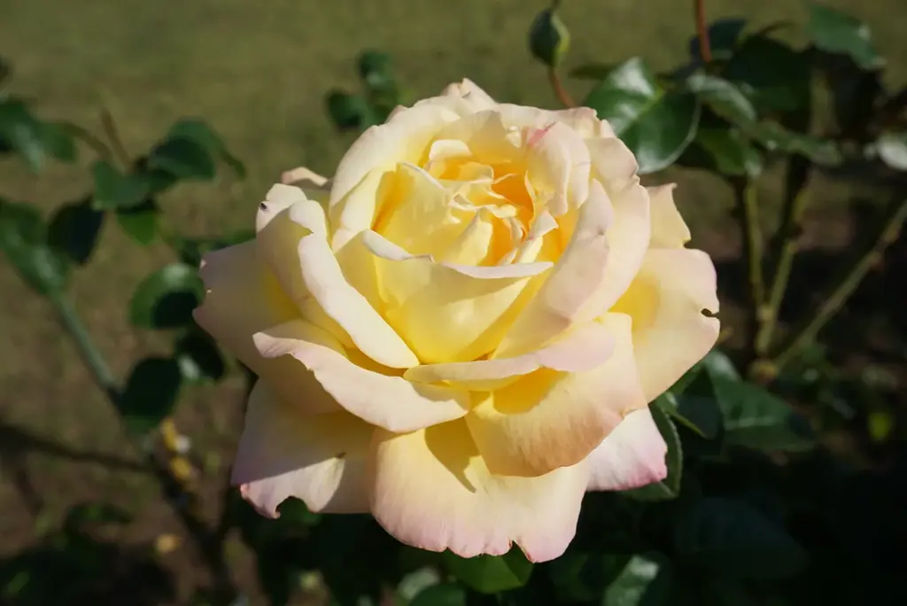 【入園無料】横須賀港を臨むフランス式庭園で「秋バラ」約130品種が10月中旬より見頃（横須賀市ヴェルニー公園） 画像 5