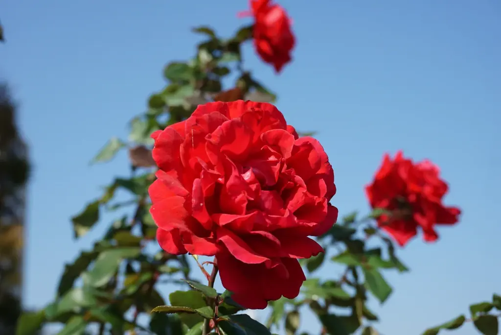 【入園無料】横須賀港を臨むフランス式庭園で「秋バラ」約130品種が10月中旬より見頃（横須賀市ヴェルニー公園） 画像 6